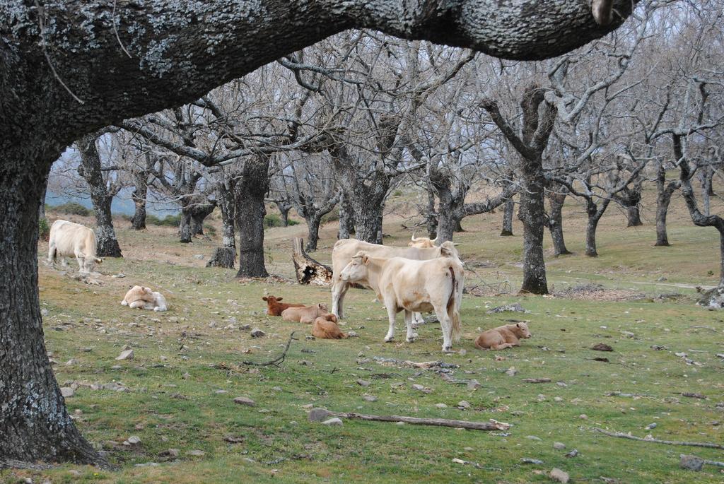 Casa Rural Romanejo Cabezabellosa Εξωτερικό φωτογραφία